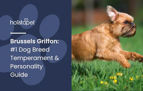 Fun facts about this rare dog breed Brussel Griffon