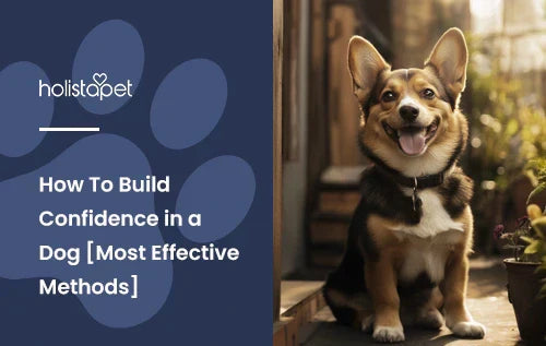 A Corgi sitting down outside smiling.