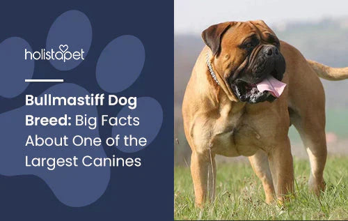 Bullmastiff Dog Breed Informational Blog