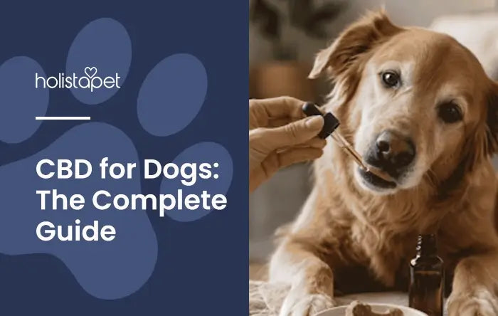 Feeding CBD oil to a Golden Retriever using a handheld tincture dropper. Holistapet CBD for Dogs featured blog image with title text and logo.