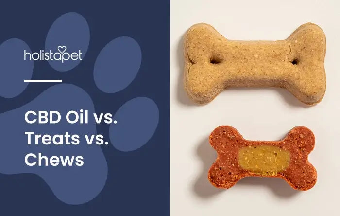 CBD Oil vs. Treats vs. Chews (featured blog image by Holistapet). Shows a CBD dog treat and a soft chew (both are bone shaped).