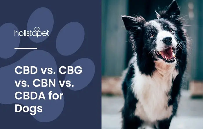 CBD vs. CBG vs. CBN vs. CBDA for Dogs featured blog image by HolistaPet. Shows a black and white shepherd dog tilting its head and looking into the camera.