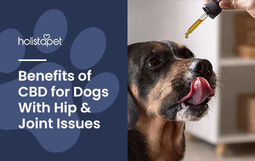 Benefits of Using CBD for Dogs