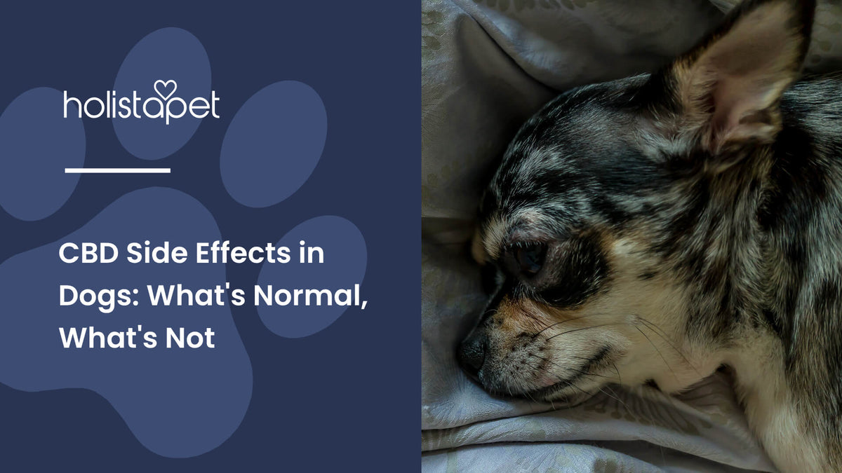CBD Side Effects in Dogs (featured blog image by Holistapet) shows a lethargic small dog on a bed