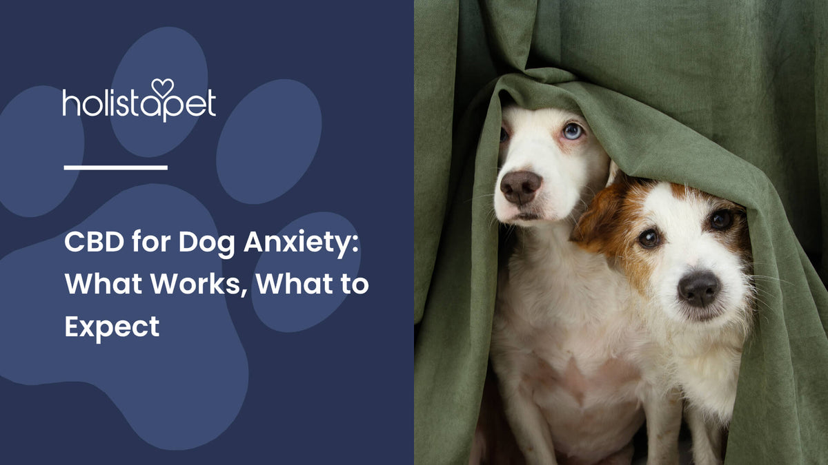 CBD for Dog Anxiety (featured blog image by Holistapet) shows two dogs hiding under a curtain