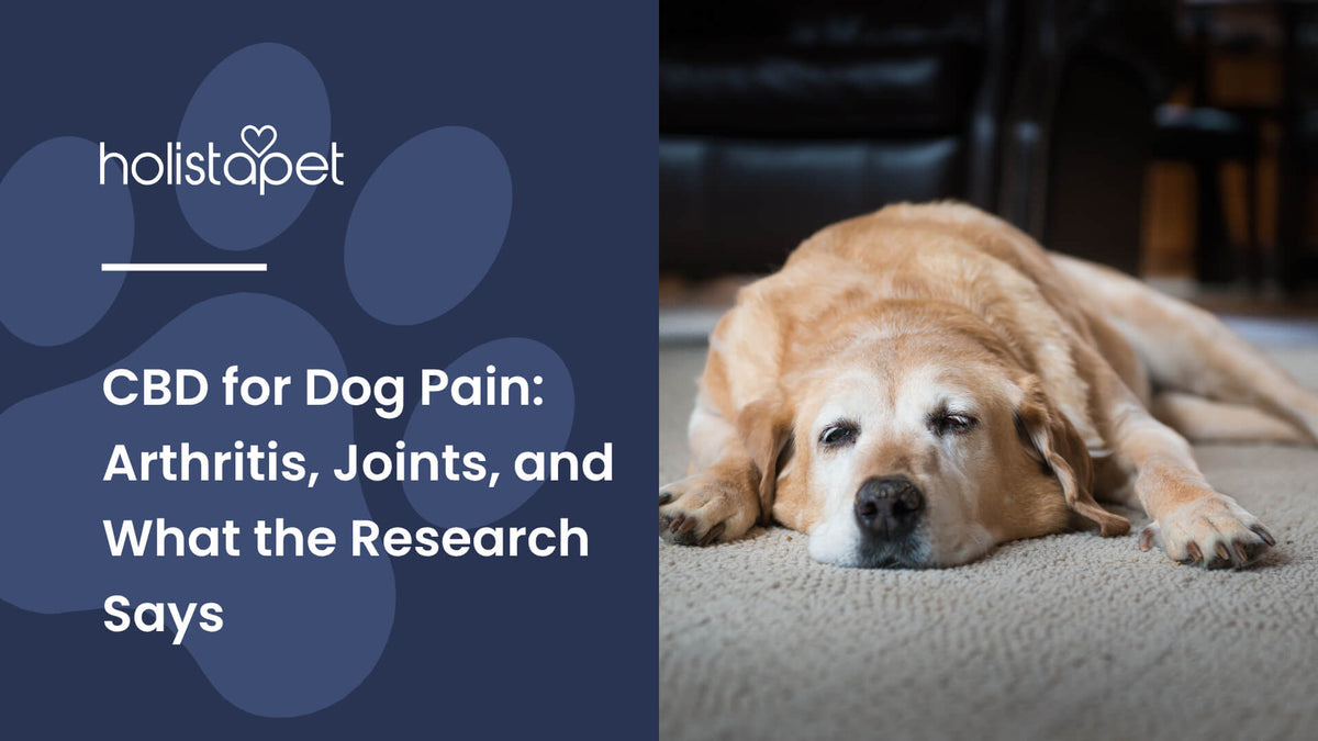 CBD for Dog Pain (featured blog image by Holistapet) shows an elderly dog lying on a carpet
