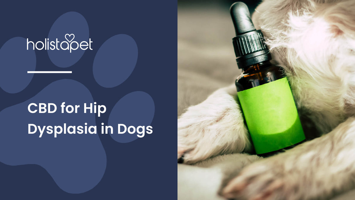 CBD for Hip Dysplasia in Dogs (featured blog image by Holistapet) shows CBD oil bottle leaning on a small dog's chest