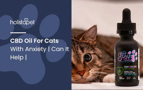 How to use CBD oil for cats with anxiety