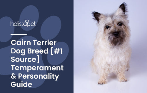 Interesting facts about Cairn Terrier dogs