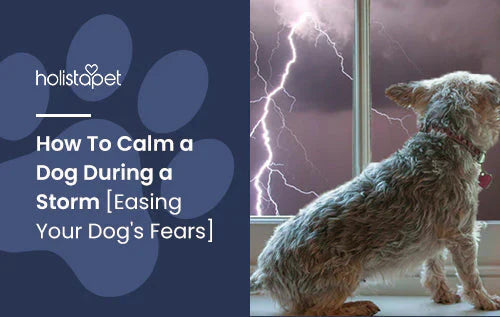 how to calm your dog when there’s thunder