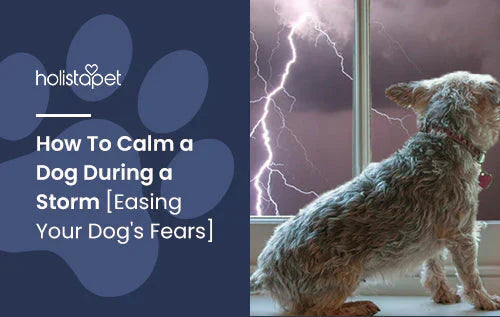 how to calm your dog when there’s thunder
