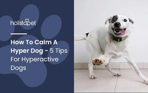 How To Calm A Hyper Dog