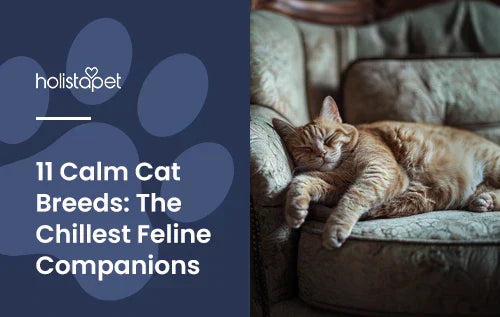 An orange and white striped cat cat laying down on a couch sleeping.