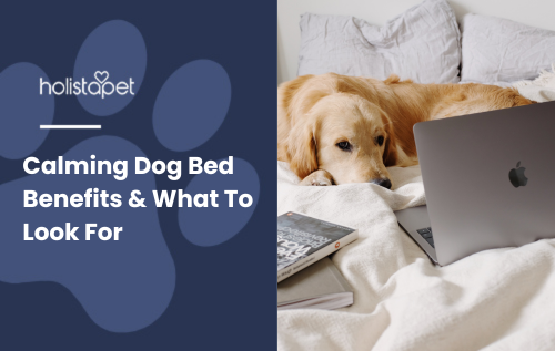 Calming Dog Bed featured blog image by HolistaPet. Shows a relaxed dog resting peacefully on a cozy dog bed.
