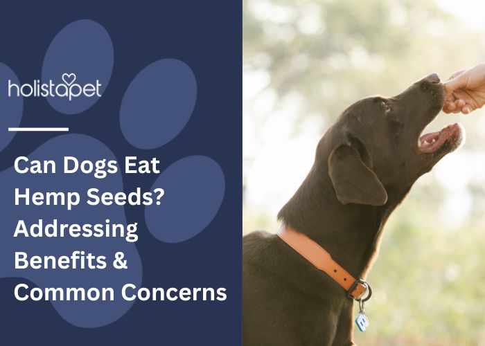 Can Dogs Eat Hemp Seeds Feature Image by Holistapet