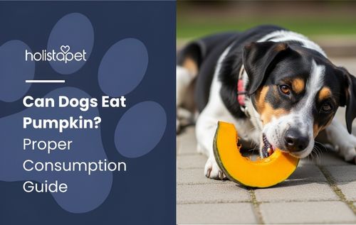 Can Dogs Eat Pumpkin – dog lying on a paved surface with pumpkin in mouth