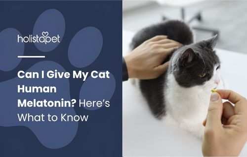A person asks, "Can I give my cat human melatonin?" while offering a small treat to a calm black and white cat being gently petted.
