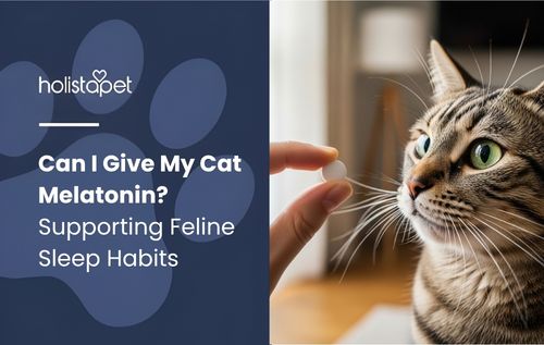 A person's hand offering melatonin to a cat, showing how you can give your cat melatonin safely — small white pill held up a.