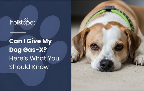 A small dog with brown and white fur lies on a carpeted floor, give by gas-x.