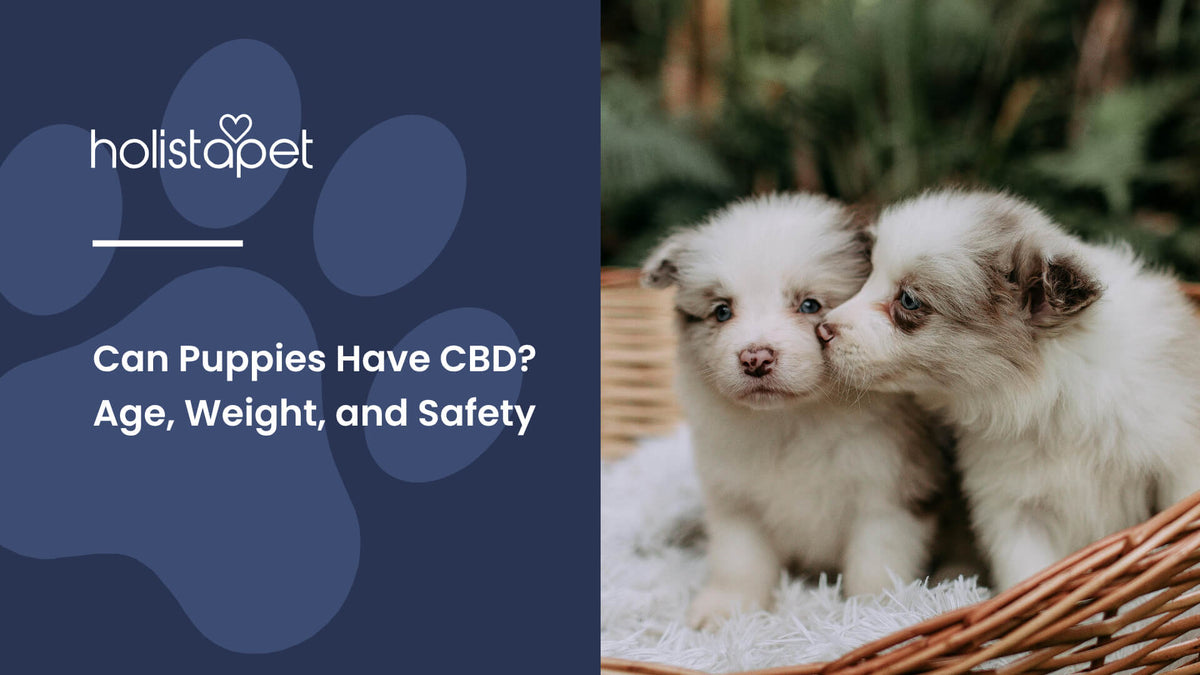 Can Puppies Have CBD (featured blog image by Holistapet) shows two puppies in a basket