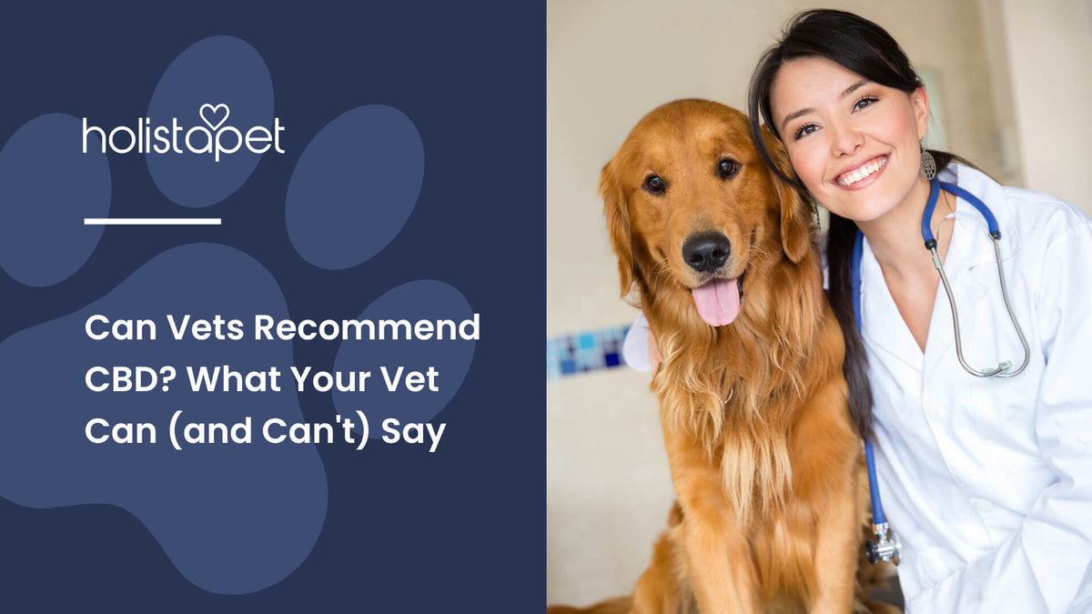 Can Vets Recommend CBD (featured blog image by Holistapet) shows a vet beside a Golden Retriever