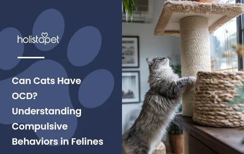 A cat climbing a cat tree in a living room with the title "Can cats have OCD".