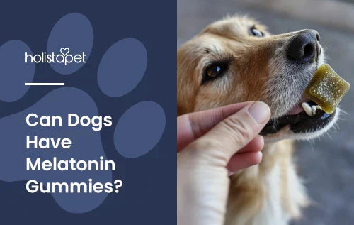 A golden retriever eating a melatonin gummy with the title "Can dogs have melatonin gummies".