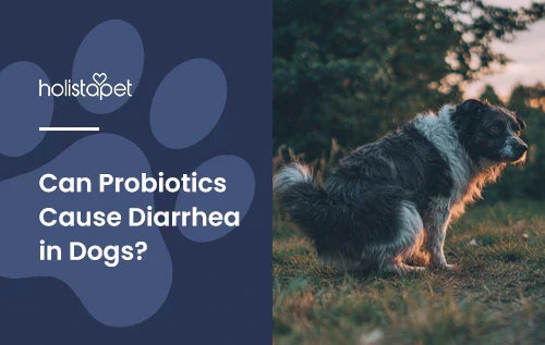 A dog squatting over like it's going to poop with the title "Can probiotics cause diarrhea in dogs".