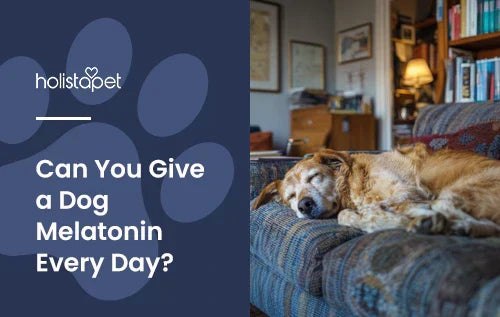 An older dog sleeping on a couch in a living room.