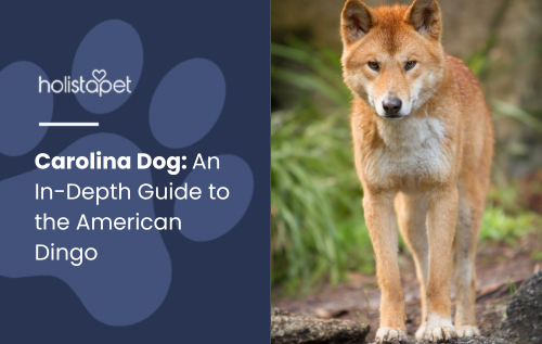 Carolina Dog featured blog image by Holistapet. Shows a Carolina Dog, also known as the American Dingo, standing in a natural setting with a curious expression.