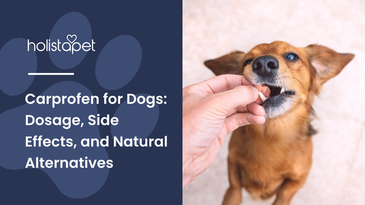 Carprofen for Dogs (featured blog image by Holistapet) shows a brown dog getting medicine