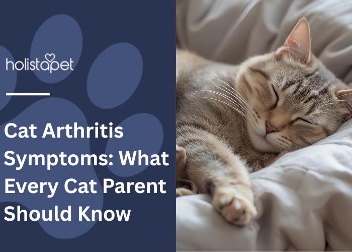 Cat Arthritis Symptoms (featured blog image by HolistaPet) shows a cat sleeping comfortable on a plush blanket