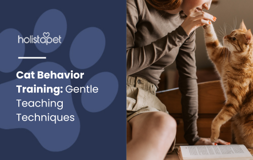 Cat Behavior Training: Gentle Teaching Techniques" blog image by HolistaPet. Shows a person giving a cat a high five.
