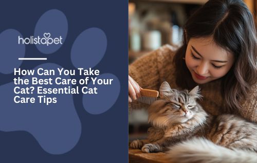 How Can You Take the Best Care of Your Cat? Essential Cat Care Tips