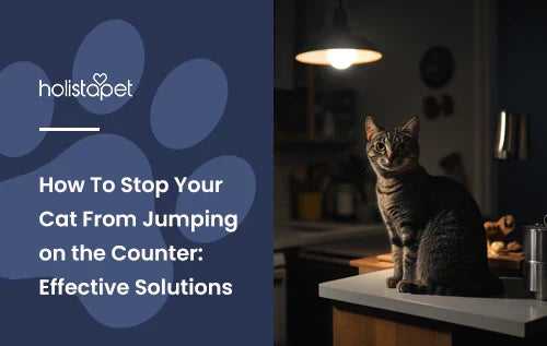 A cat sitting on top of a kitchen counter.