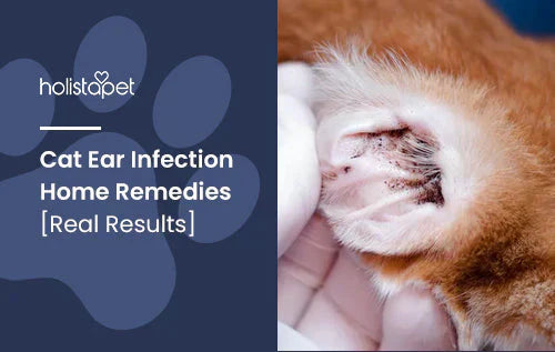 Home remedies for cat ear infection