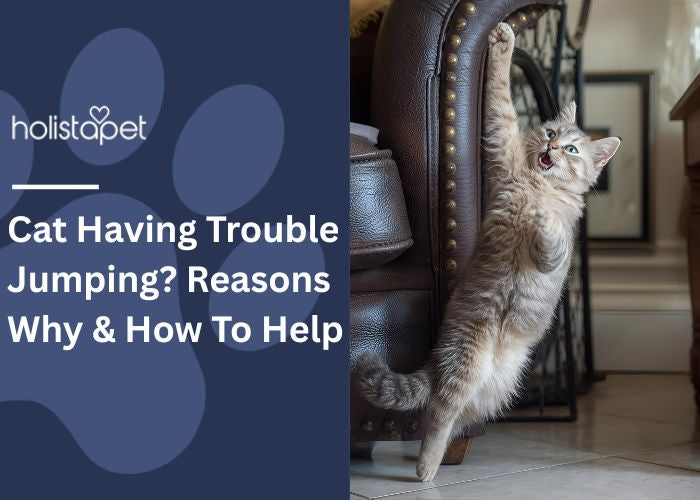 Cat Having Trouble Jumping Feature Image by Holistapet