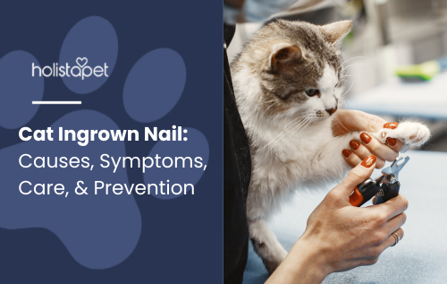 Cat Ingrown Nail blog image by Holistapet.A person gently trimming a cat's claw while holding its paw
