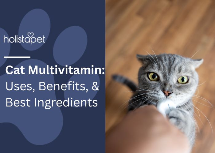 Cat Multivitamin Feature Image by Holistapet