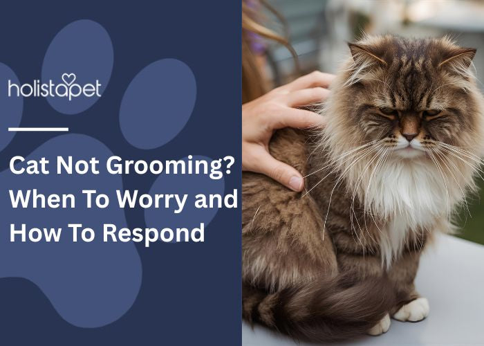 Cat Not Grooming Feature Image by Holistapet