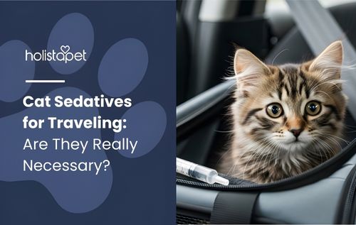 natural sedatives for cats (featured blog image by Holistapet) shows a cat in a carrier ready to travel