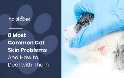 Veterinarian wearing gloves gently holding a small white and black cat for diagnosis and care related to cat skin problems, including irritation and allergies.