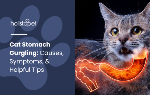 Cat Stomach Gurgling Featured by Holistapet;An image of a cat with its tongue sticking out, representing cat stomach gurgling. highlights the topic of digestive sounds in cats, their possible causes, symptoms, and helpful tips.