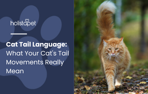 Cat Tail Language blog feature image by Holistapet. Shows a fluffy orange cat walking outdoors with its tail held high among fallen leaves.
