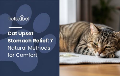 Tabby cat resting calmly on a rug, related to cat upset stomach relief.