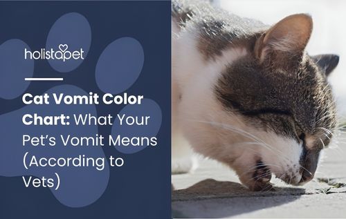 cat vomit color chart (featured blog image by Holistapet) shows a cat vomiting close to the ground