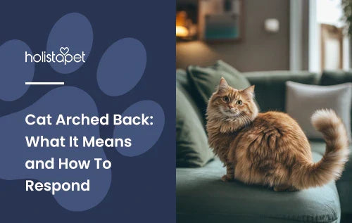 An orange cat with an arched back sitting on a couch.