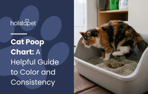 HolistaPet blog header "Cat Poop Chart" with a calico cat standing in a litter box.