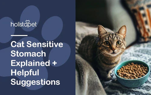 HolistaPet blog header "Cat Sensitive Stomach Explained" with tabby cat beside a bowl of dry food