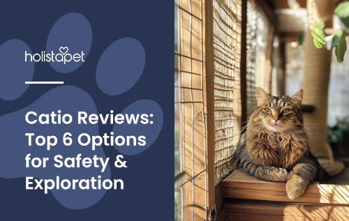 A cat laying down on an enclosed catio.